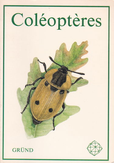 Coléoptères