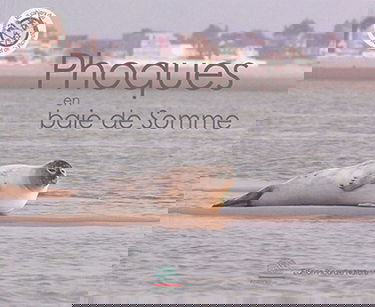 Phoques en baie de Somme