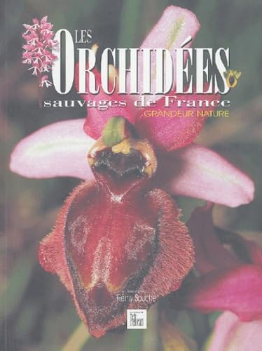 Les orchidées sauvages de France : grandeur nature