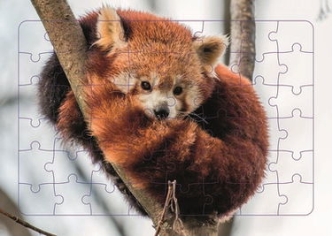 Panda roux : puzzle 48 pièces