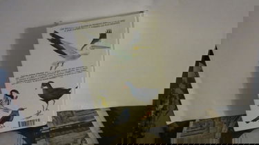 Guide des oiseaux d'Europe