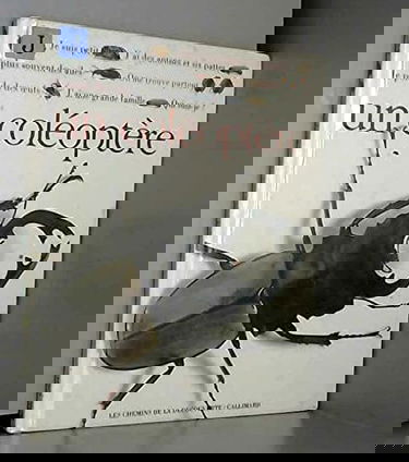 Qui suis-je ? Un coléoptère