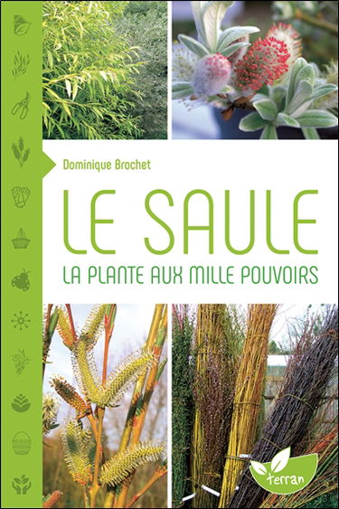 Le saule : la plante aux mille pouvoirs