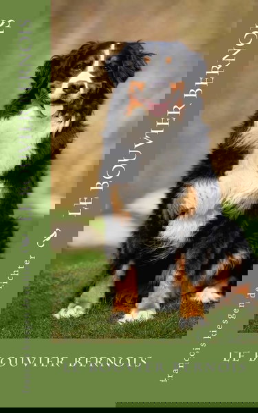 le bouvier bernois: le bouvier bernois