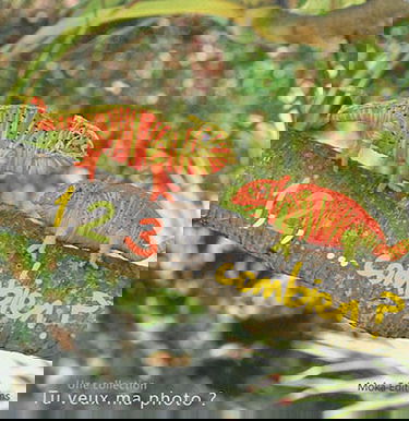 1, 2, 3... combien ? : des images et des chiffres