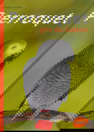 Perroquet gris du Gabon