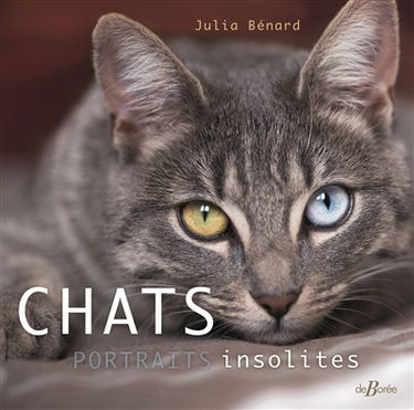 Chats : portraits insolites