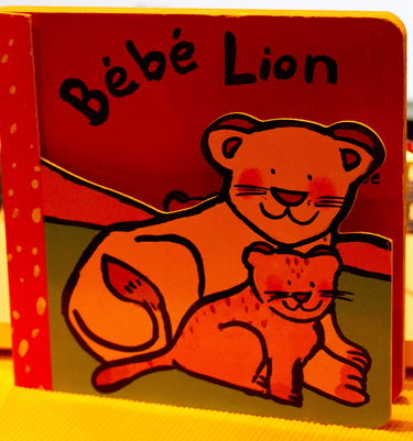 Bébé lion