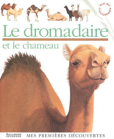 Le dromadaire et le chameau