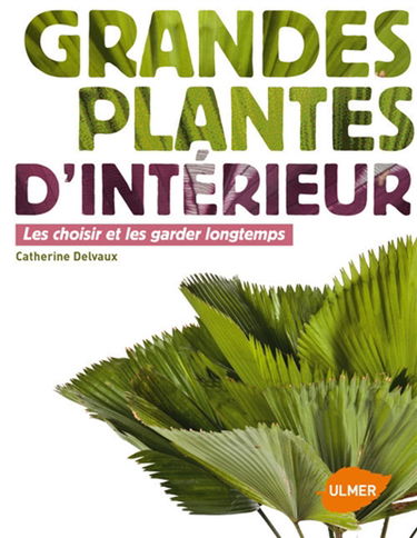 Grandes plantes d'intérieur : les choisir et les garder longtemps