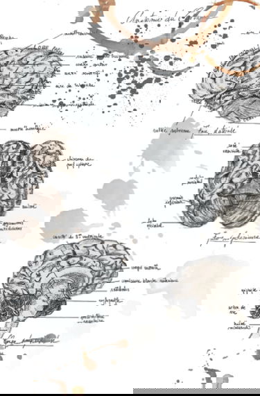 Carnet de notes - Notebook : Vintage anatomy collection : the brain