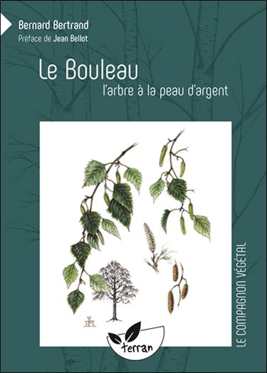 Le bouleau : l'arbre à la peau d'argent