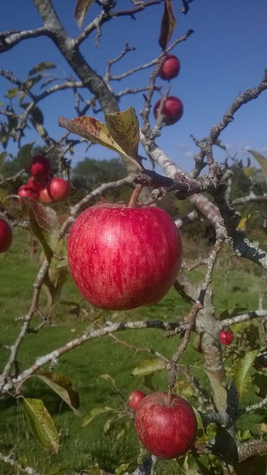 Histoire des Gaules : VIe s. av. J.-C.-VIe s. apr. J.-C.