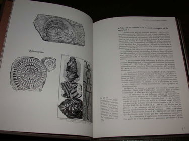 Fossiles de tous les temps