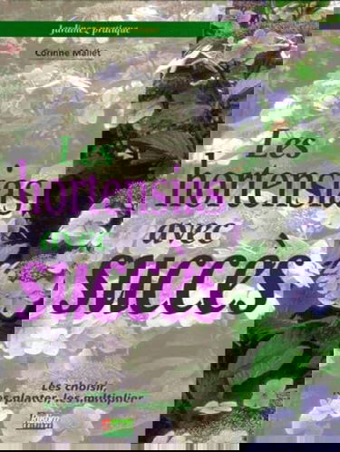 Les hortensias avec succès