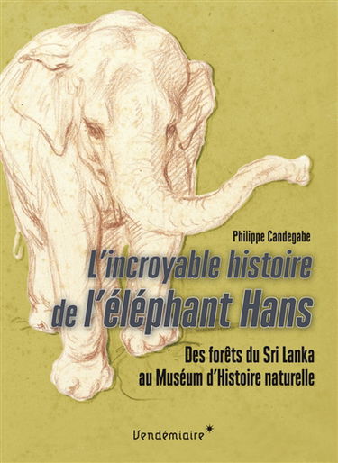 L'incroyable histoire de l'éléphant Hans : des forêts du Sri Lanka au Muséum d'histoire naturelle