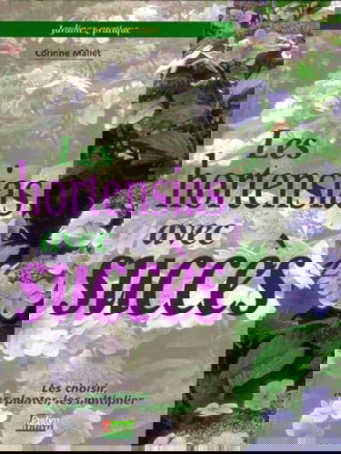 Les hortensias avec succès