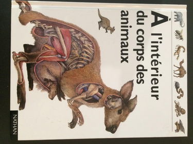 Interieur Du Corps Des Animaux