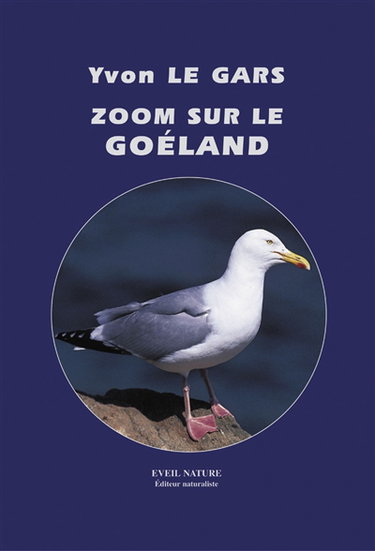 Zoom sur le goéland