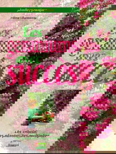 Les géraniums avec succès