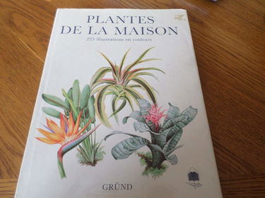 Plantes de la maison