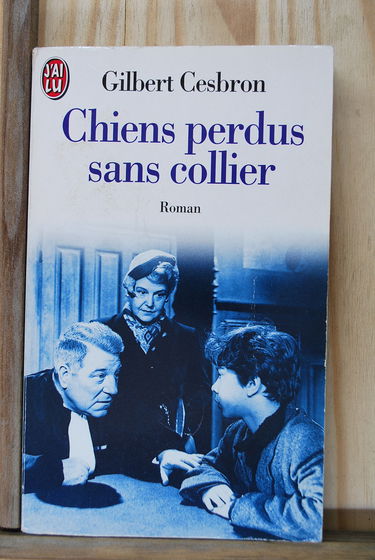 Chiens perdus sans collier