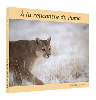 A la rencontre du puma