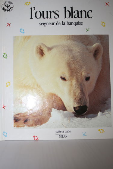 L'ours blanc, seigneur de la banquise