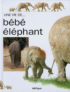 Bébé Eléphant