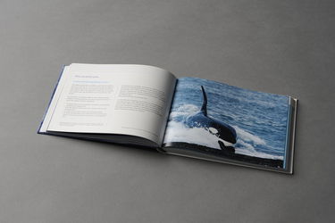 Les cétacés en questions.