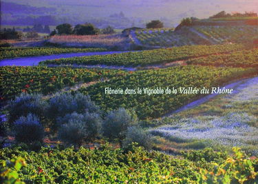 Flânerie dans le vignoble de la vallée du Rhône