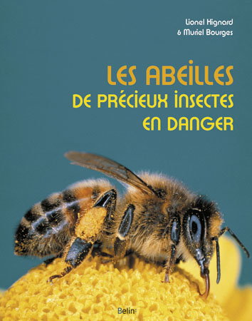 Les abeilles : de précieux insectes en danger