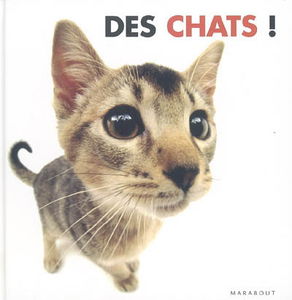 Des chats !