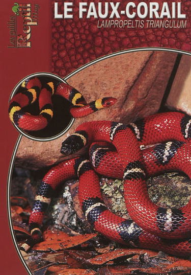 Le faux-corail : Lampropeltis triangulum