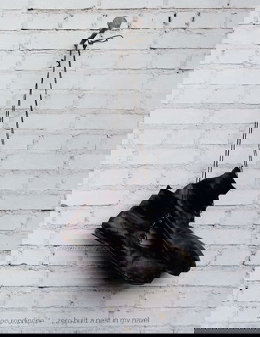 Zero Built a Nest in my Navel