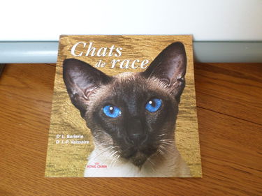 Chats de race