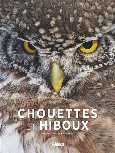 Chouettes et hiboux