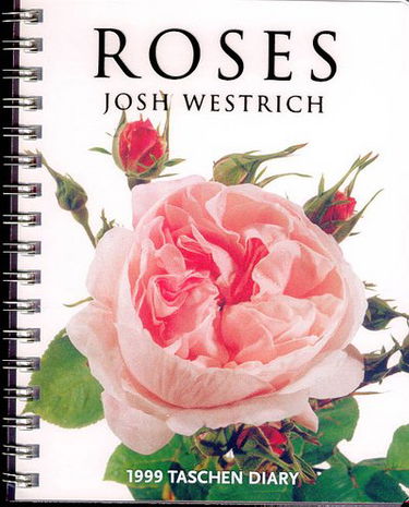 Dr-agenda roses 1999