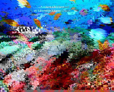 Sinaï : visions de plongeurs en mer Rouge