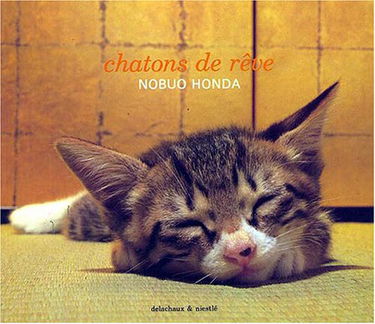Chatons de rêve