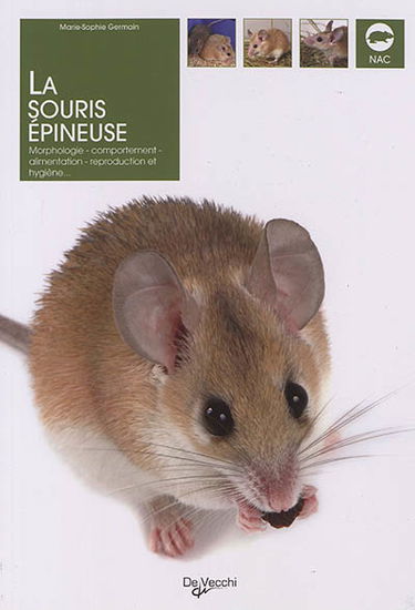 La souris épineuse : morphologie, comportement, alimentation, reproduction et hygiène...