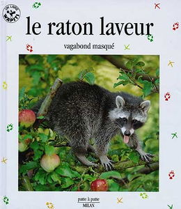 Le raton laveur, vagabond masqué