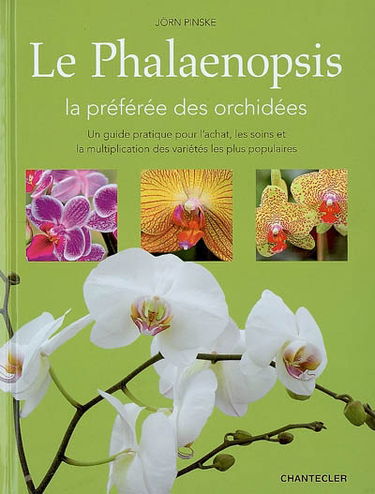 Le phalaenopsis, la préférée des orchidées : un guide pratique pour l'achat, les soins et la multiplication des variétés les plus populaires