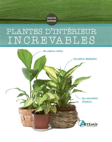 Plantes d'intérieur increvables
