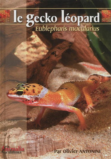 Le gecko léopard : Eublepharis macularius